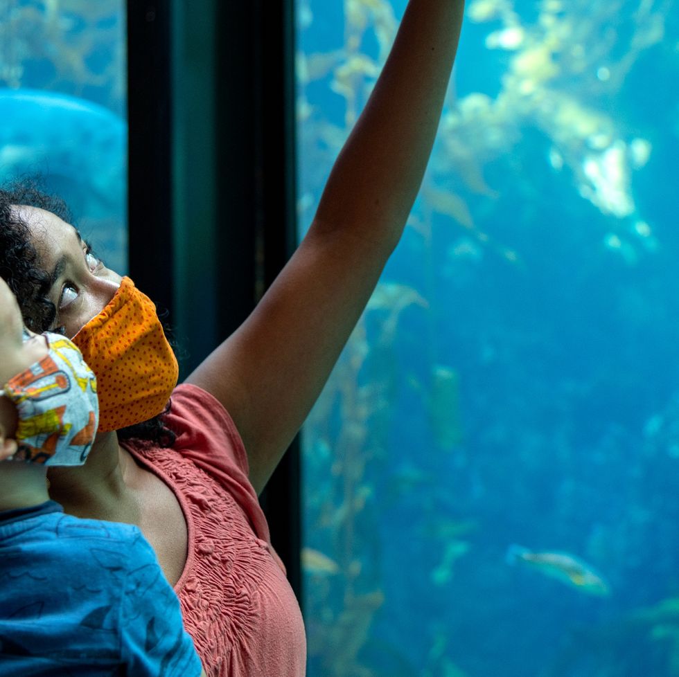 guests wearing face coverings and enjoying the kelp forest exhibit at the monterey bay aquarium monterey is a good housekeeping pick for best family vacation destination