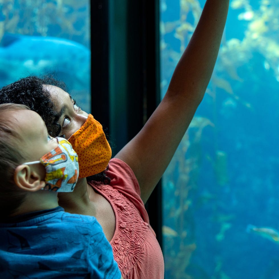 guests wearing face coverings and enjoying the kelp forest exhibit at the monterey bay aquarium monterey is a good housekeeping pick for best family vacation destination