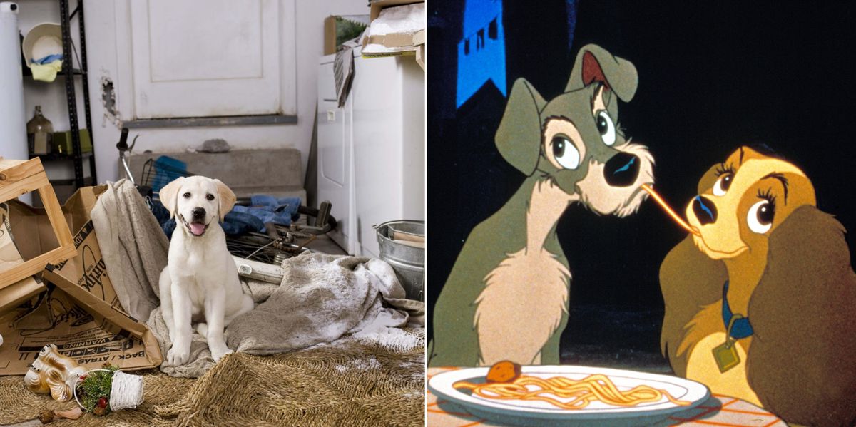 famous dogs in films