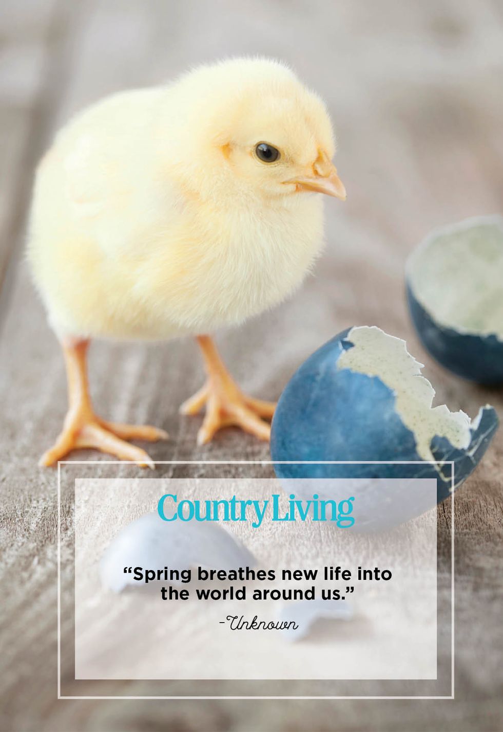 a baby chick and egg shells with a quote that says spring breathes new life into the world around us