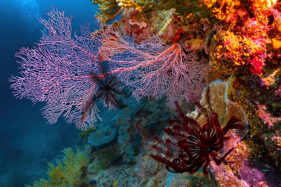 fan corals at milln reef, great barrier reef