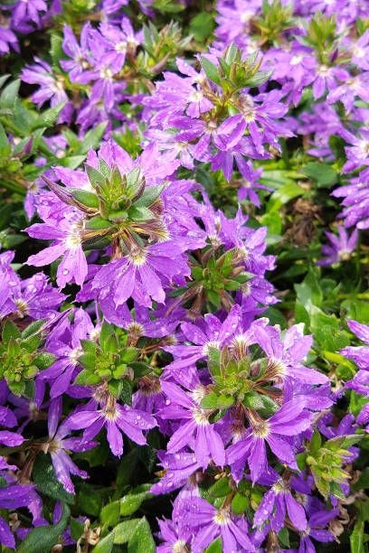 purple fan flowers