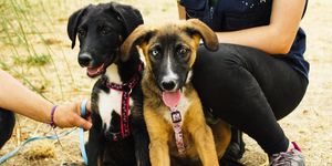 perros en adopción en fapam