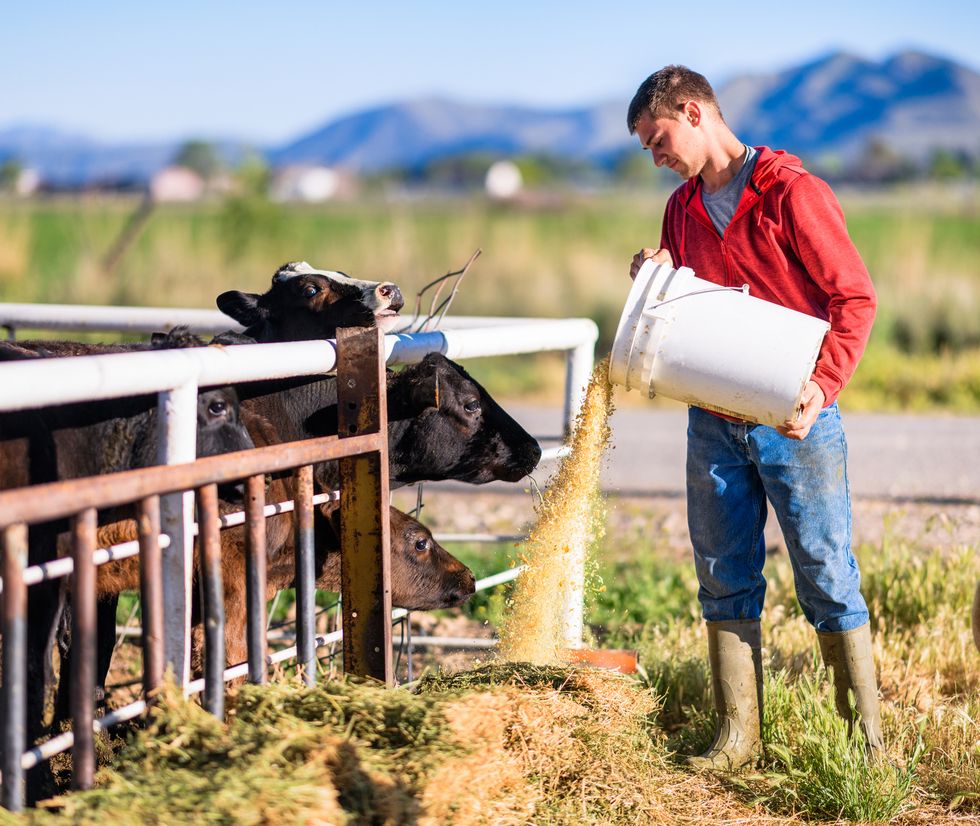 farm worker feeding cattle in the morning
