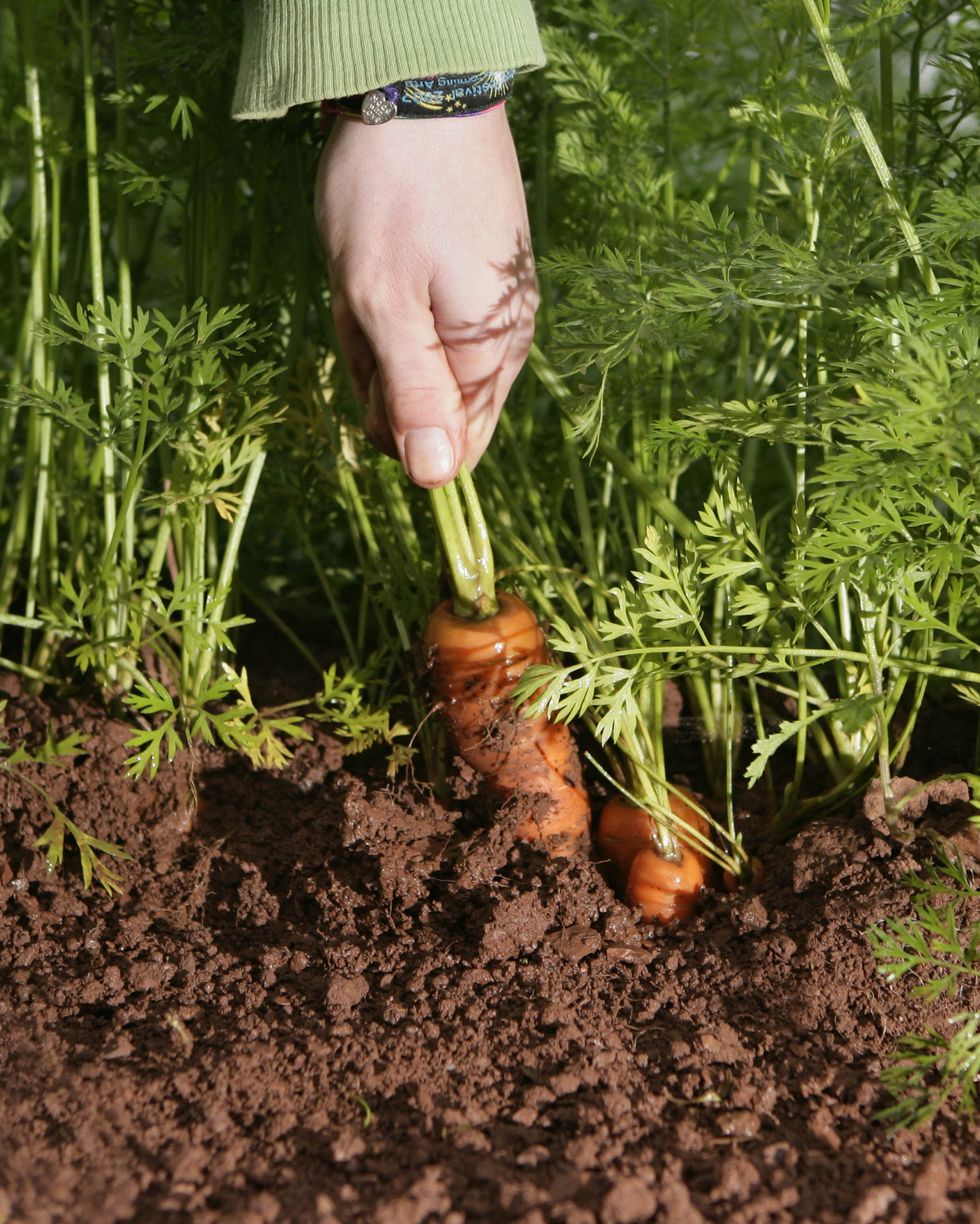 farm worker picking carrot
