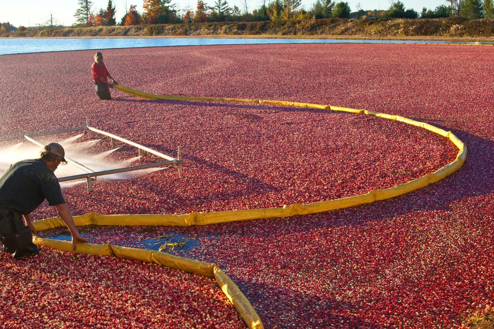 farm workers in cranberry bog harvesting the marsh field in wisconsin, usa