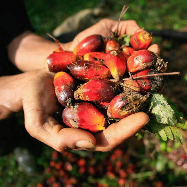 indonesia increases palm oil export tax