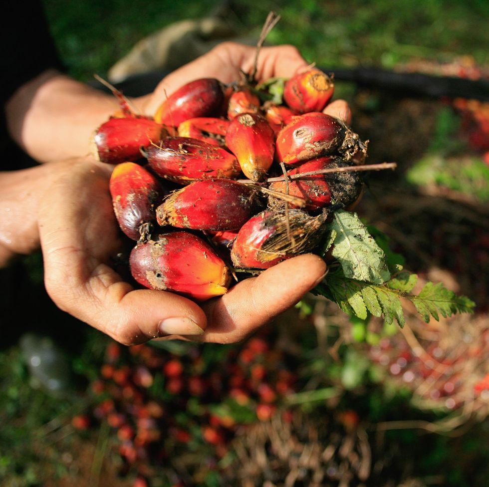 indonesia increases palm oil export tax