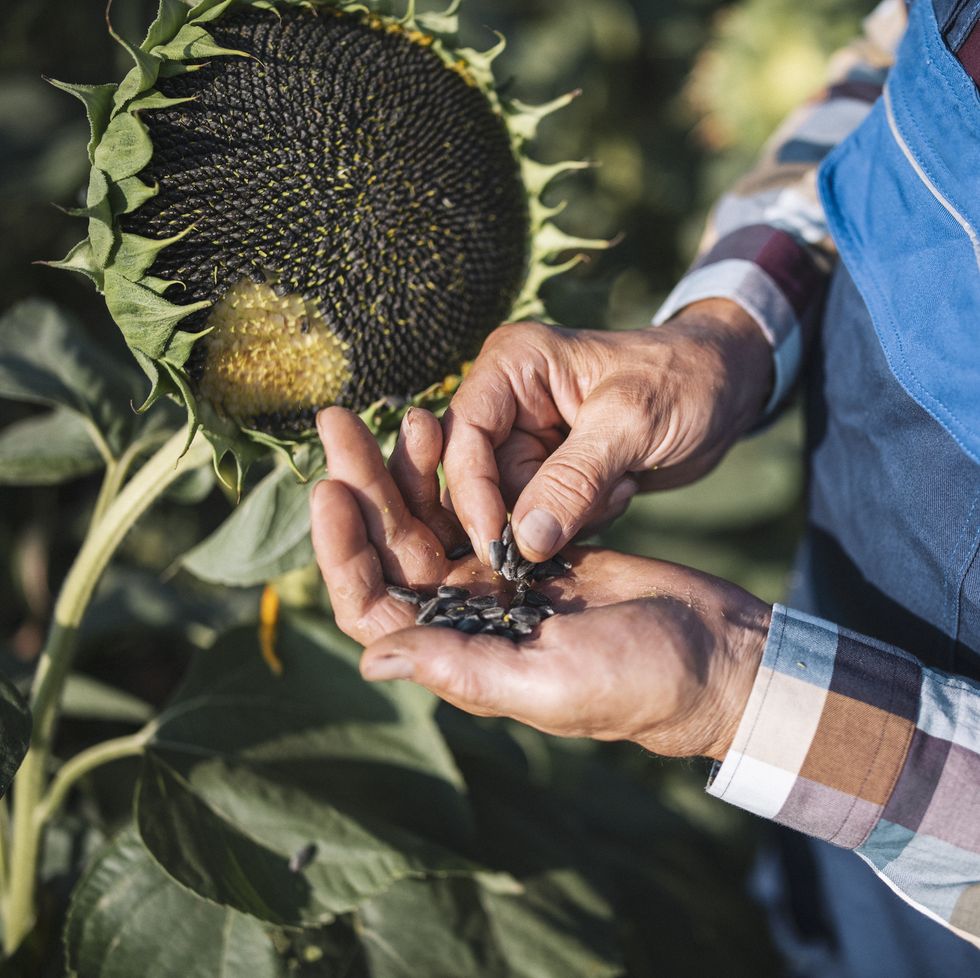 farmer examining growth quality of sunflowers seeds