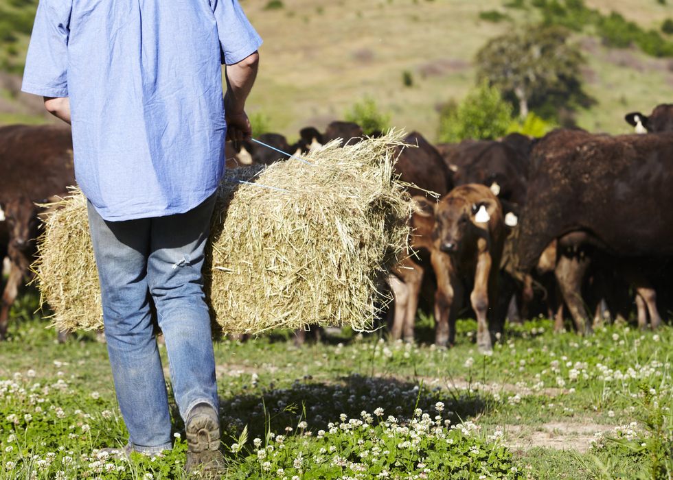 farmer feeding hay to cows used for wagyu beef