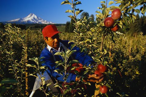 farmer harvesting apples