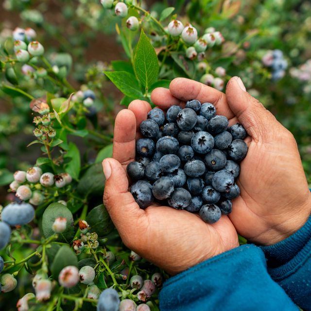 Blueberries