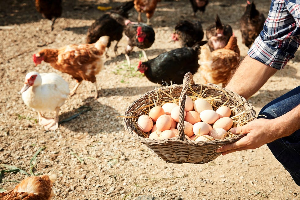 farmer holding egg's basket by hens and duck