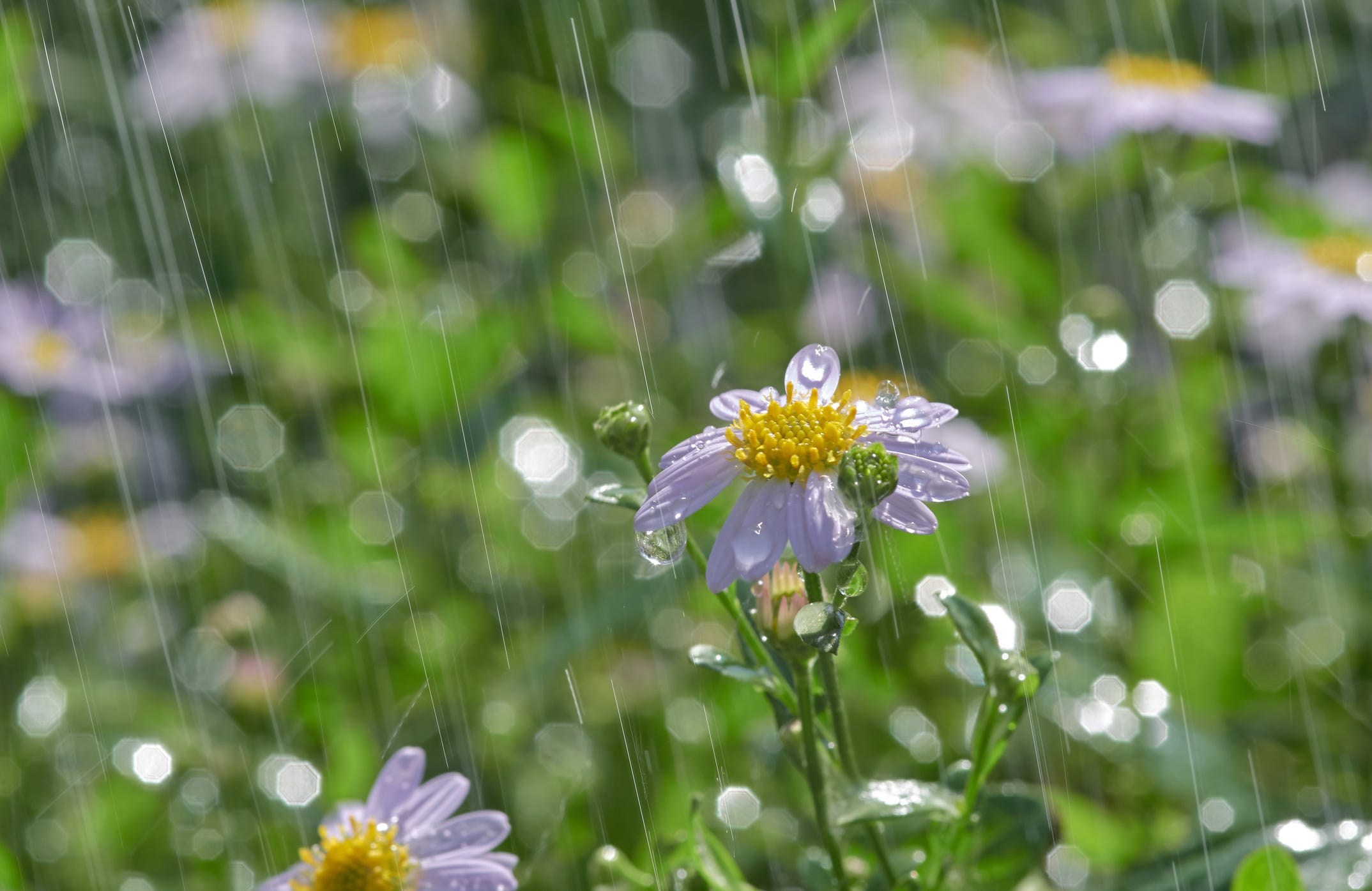 The 'Old Farmer’s Almanac' 2025 Spring Weather Forecast Is Here