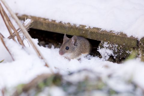 Wood Mouse  (Apodemus sylvaticus)