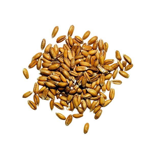 a pile of grain, farro.