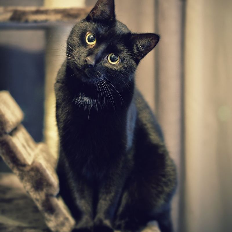 halloween trivia black cat