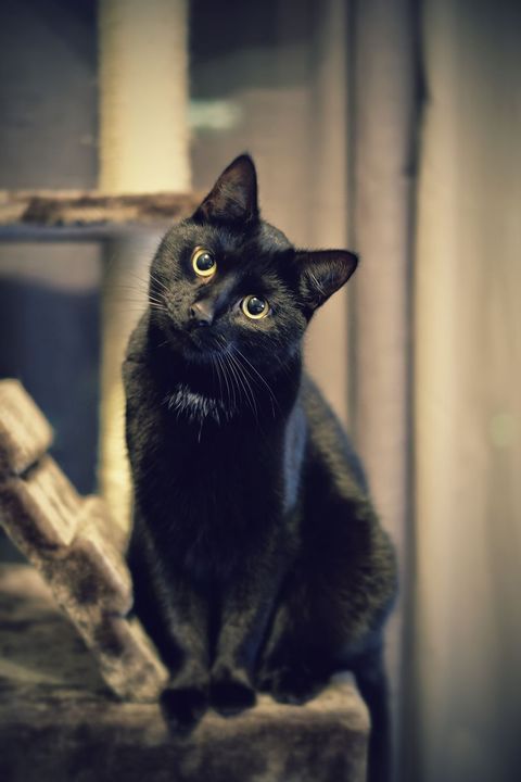 halloween trivia black cat