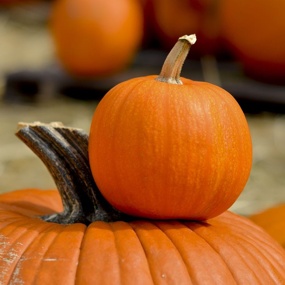 halloween trivia smaller pumpkin resting on top of larger pumpkin's stem
