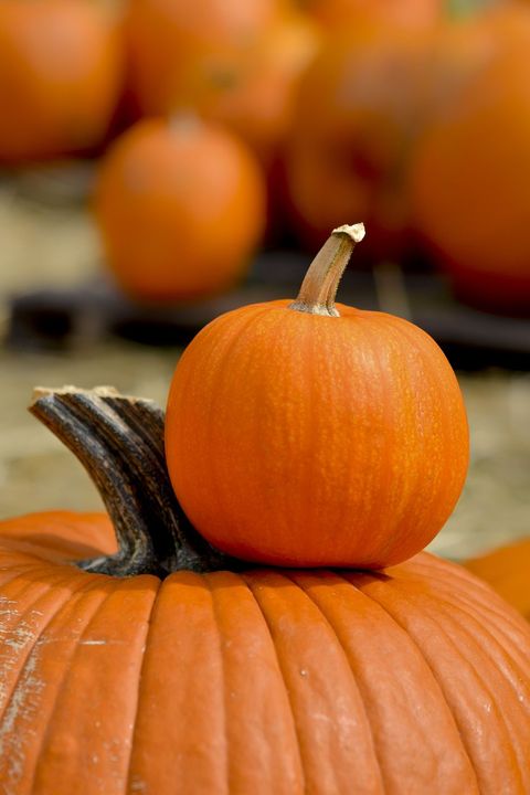halloween trivia smaller pumpkin resting on top of larger pumpkin's stem