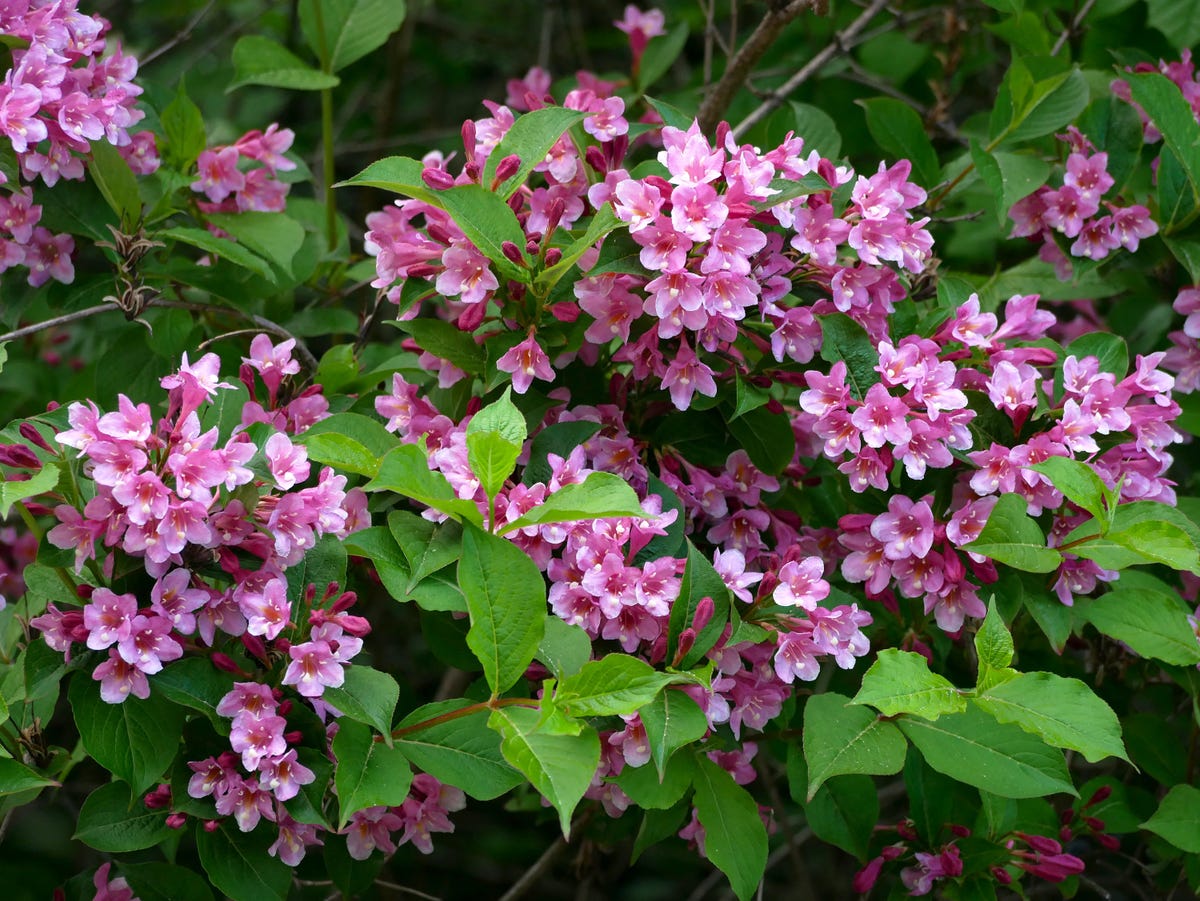 10 fast-growing shrubs to transform your garden in no time