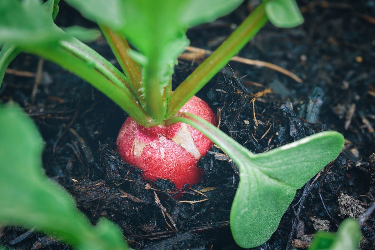 Vegetable Growers Gaining Speed to Plant Faster Than They Can Sell It -  Growing Produce