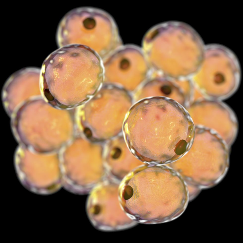 fat cells, or adipose cells