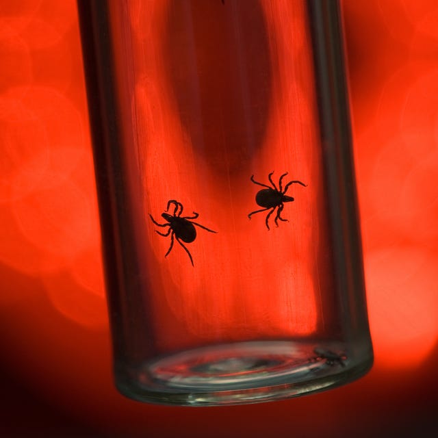 ticks that cause lyme disease in vial on red background