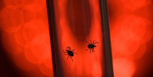 ticks that cause lyme disease in vial on red background