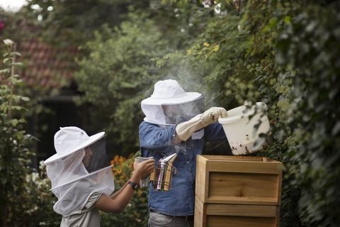 father and son practicing beekeeping in a domestic back garden