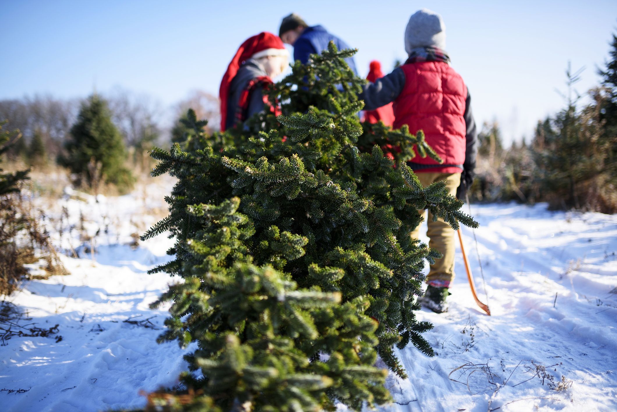 How to Get Rid of Common Christmas Tree Bugs, According to an Expert