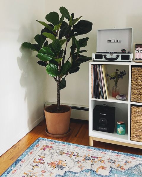 faux fiddle leaf fig tree in corner of living room