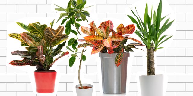 Lijst met fijne kamerplanten - Dit zijn de favoriete kamerplanten van team ELLE Decoration 