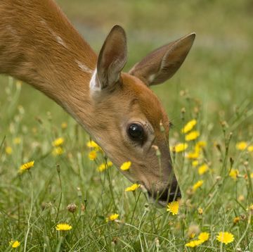fawn smelling the flowers