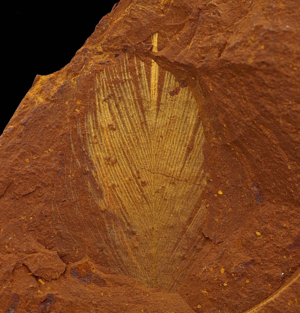 Een van de fossielen die bij McGraths Flat werd gevonden was een vogelveer die zo goed bewaard is gebleven dat er onder een elektronenmicroscoop ophopingen van het pigment melanine te zien zijn