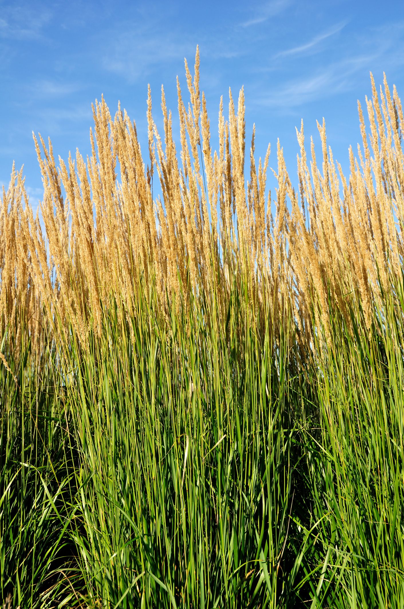 Types Of Tall Grasses