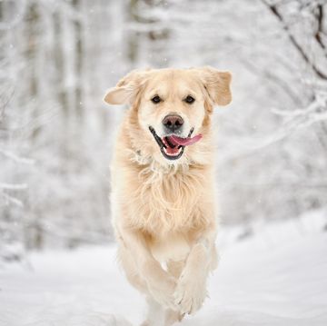 golden retriever dog running in snow