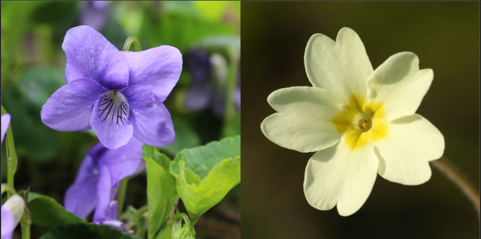 february violet and primrose