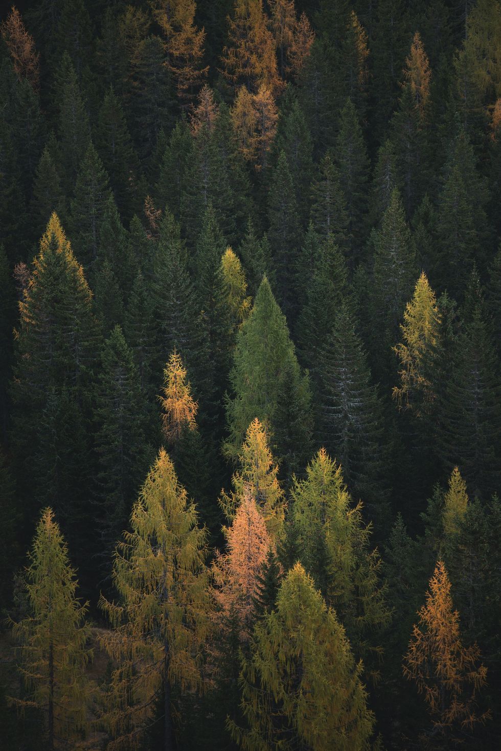 foreste e cambiamenti climatici