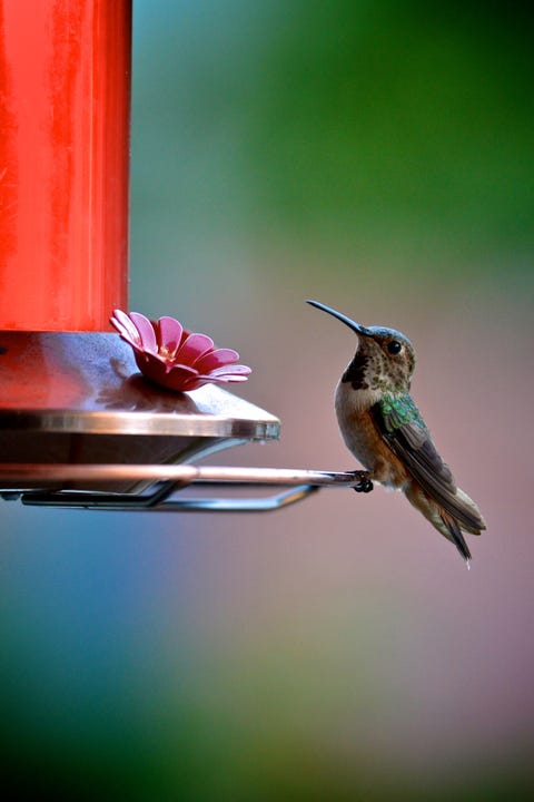 hummingbird at feeder