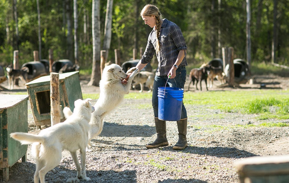 hand feeding dog