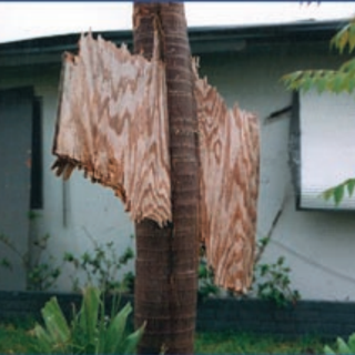 Objects from Hurricane Andrew slam into palm trees and other surfaces.