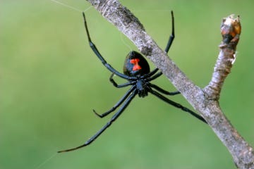 female black widow spider on a branch