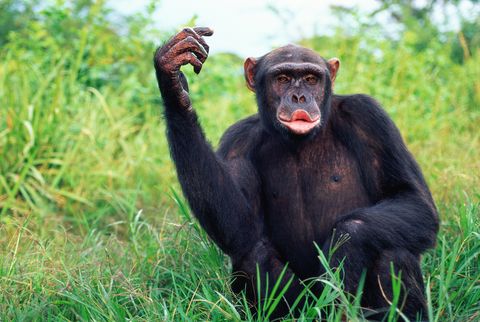 Female chimpanzee (Pan troglodytes) calling