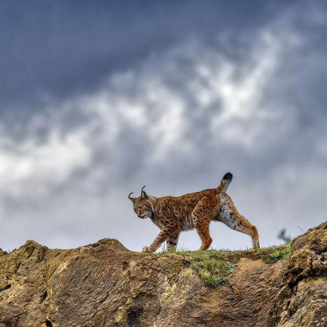 a female eurasian lynx walking on a rock, contrasting her silhouette against the background of the sky with storm clouds lynx lynx