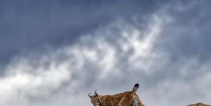 a female eurasian lynx walking on a rock, contrasting her silhouette against the background of the sky with storm clouds lynx lynx