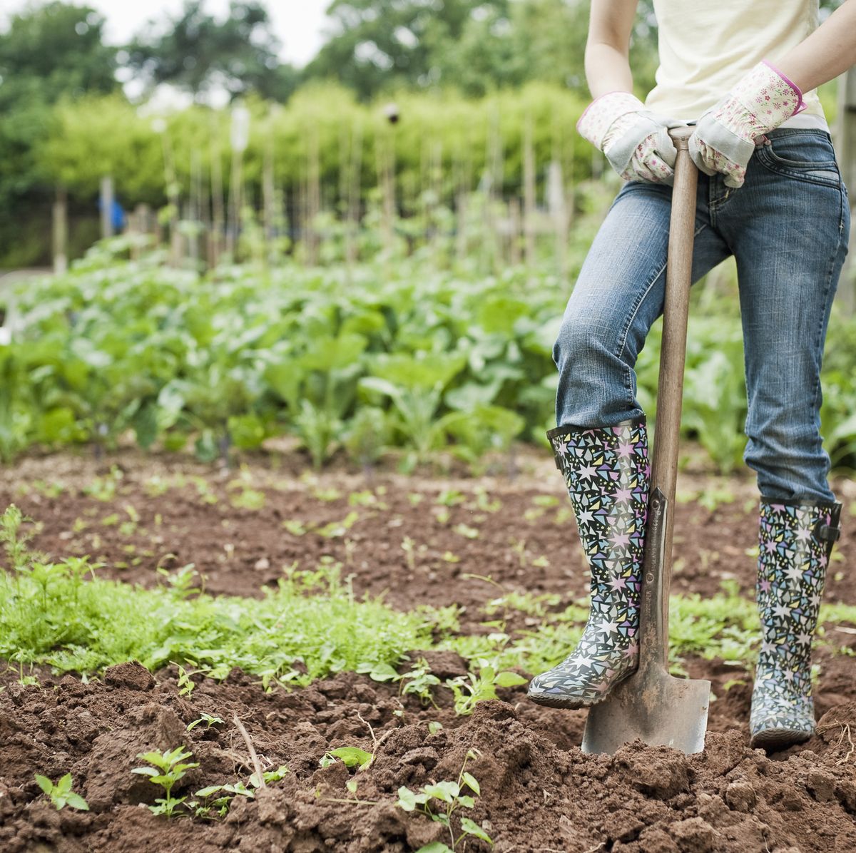 Insten Soil Ph Meter, Soil Moisture / Light / Ph Tester, For Gardening,  Plant Care, Farming, Gardening Tool Kits, Black : Target
