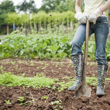 info on fertilizer numbers with female gardener digs vegetable plot with garden spade