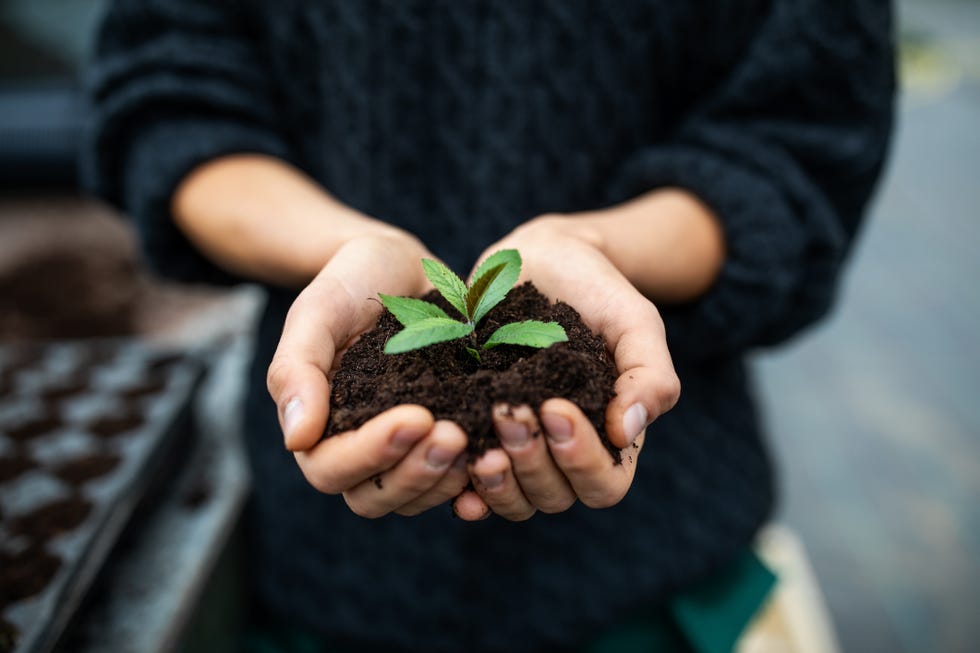 female gardener holding a sapling with soil