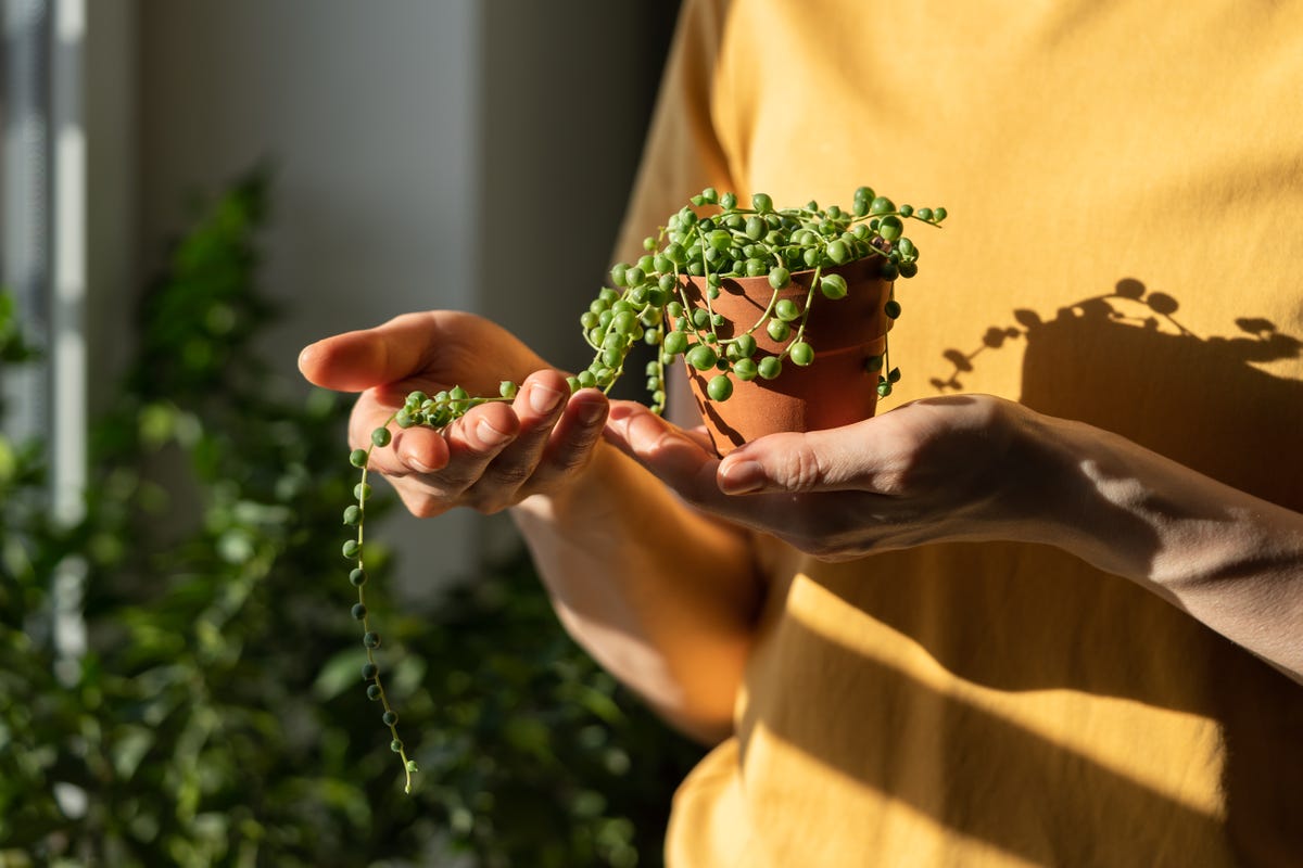 Donna con argilla espansa e piante succulente a casa, primo piano. Hobby  coinvolgente Foto stock - Alamy